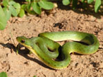 Grüne Strauchnatter, <i>Philodryas aestivus</i>