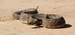 South American rattlesnake, <i>Crotalus durissus terrificus</i>