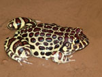 Red-spotted burrowing-frog, <i>Leptodactylus laticeps</i>