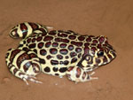 Leopardfrosch, <i>Leptodactylus laticeps</i>