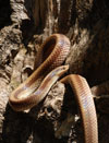 Culebra leonada listada, <i>Phimophis vittatus</i>