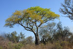 Bottle tree, <i>Ceiba chodatii</i>, in the winter