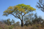 Palo borracho (samu'ú), <i>Ceiba chodatii</i>, en invierno