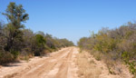 Bosque xerofítico en el norte del departamento Boquerón