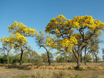 Paratodo, <i>Tabebuia aurea</i>, florecientes en invierno