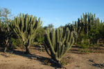 <i>Stetsonia coryne</i> in der Rio Pilcomayo Region