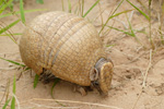 Tatú bolita o Quirquincho bola (tatu apara), <i>Tolypeutes matacus</i>