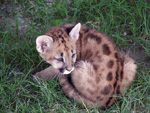 Puma, <i>Puma concolor</i>