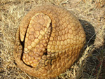 Tatú bolita o Quirquincho bola (tatu apara), <i>Tolypeutes matacus</i>