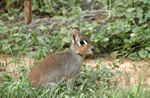 Chacoan mara, <i>Dolichotis salinicola</i>