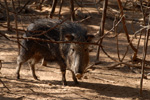 Chaco Pekari oder Tagua, <i>Catagonus wagneri</i>