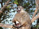 Owl monkey, <i>Aotus azarei</i>