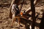 Gray brocket deer, <i>Mazama gouazoubira</i>