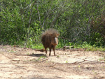 Taguá o Pecarí quimilero (tagua), <i>Catagonus wagneri</i>