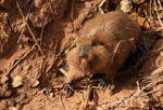 Tuco tuco (tuka tuka), <i>Ctenomys conoveri </i>