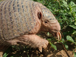 Chacoan naked-tailed armadillo, <i>Cabassous chacoensis</i>