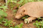 Chacoan naked-tailed armadillo, <i>Cabassous chacoensis</i>