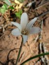 Campanilla de las nieves, <br><i>Habranthus chacoensis</i>