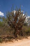 Toothpick cactus, <i>Stetsonia coryne</i>