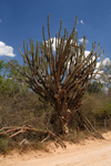 Cardón, <i>Stetsonia coryne</i>