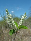 Sweet almond verbena, <i>Aloysia virgata</i>