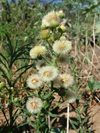 Eupatorio, <i>Eupatorium</i>