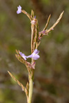 <i>Tillandsia duratii</i>