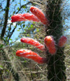 Cola león, <i>Cleistocactus baumannii </i>