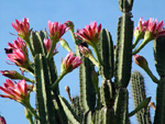 Baumkaktus, <i>Cereus forbesii</i>