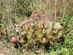 <i>Gymnocalycium marsoneri</i>