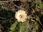 <i>Gymnocalycium paediophilum</i>