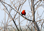 Scarlet-headed blackbird, <i>Amblyramphus holosericeus</i>