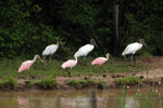 Wood storks, <i>Mycteria americana</i> & Roseate spoonbills, <i>Platalea ajaja</i>