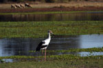 Cigüeña americana (mbaguari), <i>Ciconia maguari</i>