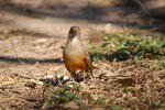 Zorzal colorado (havia korochire pytã), <i>Turdus rufiventris</i>