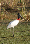 Yabirú (tujuju cuartelero),<br> <i>Jabiru mycteria</i>