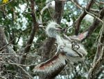 Garcita bueyera (hoko'i vaka), <i>Ardea ibis</i>