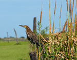 Hocó colorado (hoko pytã), <i>Tigrisoma lineatum</i>