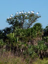 Cigüeña de cabeza pelada o Tuyuyú (tujuju kangy), <i>Mycteria americana</i>