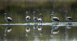 Flamingos, <i>Phoenicopterus chilensis</i>