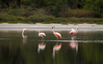 Flamenco (guarimbo pytã), <i>Phoenicopterus chilensis</i>