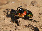 Blatthornkäfer, <i>Sulcophanaeus imperator</i>