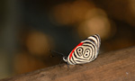 Ninfálido, <i>Diaethria candrena</i>