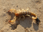Escorpión, <i>Timogenes elegans</i>