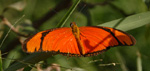 Julia Heliconian, <i>Dryas iulia</i>