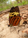 <br><i>Tithorea harmonia</i>