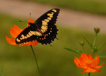 Glass-winged Swallowtail (male), <i>Euryades duponcheli</i>