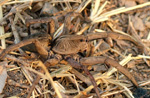 Tarantula, Lycosidae