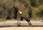 American dead leaf mantis, <i>Decimiana bolivari</i>