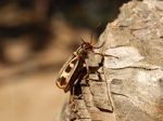 Blasenkäfer, Meloidae